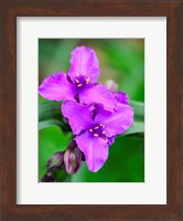 Framed Purple Virginia Spiderwort, Tradescantia Virginiana Growing In A Wildflower Garden