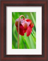 Framed Red Flower Of The Pitcher Plant (Sarracenia Rubra), A Carnivorous Plant