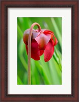 Framed Red Flower Of The Pitcher Plant (Sarracenia Rubra), A Carnivorous Plant