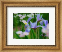 Framed Iris And Wildflowers