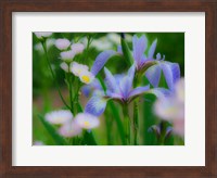 Framed Iris And Wildflowers
