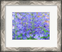 Framed Blue Wild Indigo, Baptisia Australis, A Native American Wildflower