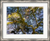 Framed Looking Up At The Sky Through A Japanese Maple