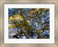 Framed Looking Up At The Sky Through A Japanese Maple
