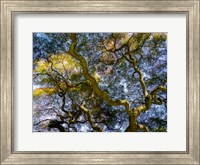 Framed Looking Up At The Sky Through A Japanese Maple