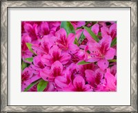 Framed Hot Pink Azaleas In A Garden