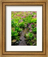 Framed Boggy Quarry Garden With Giant Candelabra Primroses, Primula X Bulleesiana Hybrid