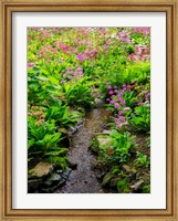 Framed Boggy Quarry Garden With Giant Candelabra Primroses, Primula X Bulleesiana Hybrid