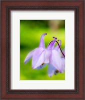 Framed Close-Up Of A Columbine Flower, 'Aquilegia'