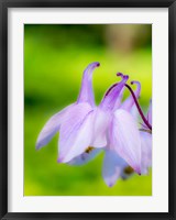 Framed Close-Up Of A Columbine Flower, 'Aquilegia'