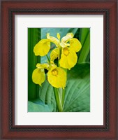 Framed Yellow Iris In A Boggy Environment
