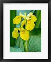 Framed Yellow Iris In A Boggy Environment