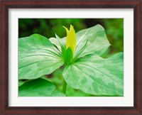 Framed Delaware, A Yellow Trillium, Trillium Erectum, T, Luteum, Growing In A Wildflower Garden