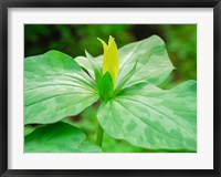 Framed Delaware, A Yellow Trillium, Trillium Erectum, T, Luteum, Growing In A Wildflower Garden