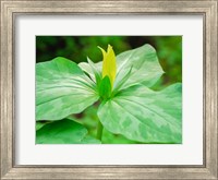 Framed Delaware, A Yellow Trillium, Trillium Erectum, T, Luteum, Growing In A Wildflower Garden