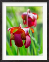 Framed Delaware, The Red Flower Of The Pitcher Plant (Sarracenia Rubra), A Carnivorous Plant