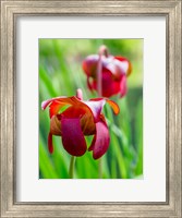 Framed Delaware, The Red Flower Of The Pitcher Plant (Sarracenia Rubra), A Carnivorous Plant