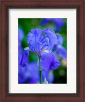 Framed Delaware, Close-Up Of A Blue Bearded Iris