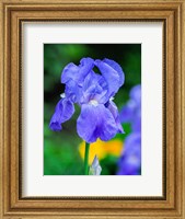 Framed Delaware, Close-Up Of A Blue Bearded Iris