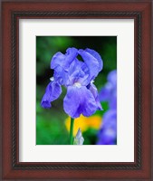 Framed Delaware, Close-Up Of A Blue Bearded Iris
