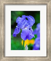 Framed Delaware, Close-Up Of A Blue Bearded Iris