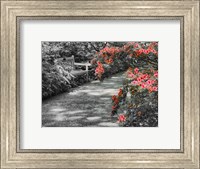Framed Delaware, Walkway In A Garden With Azaleas And A Park Bench