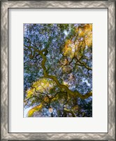 Framed Delaware, Looking Up At The Sky Through A Japanese Maple