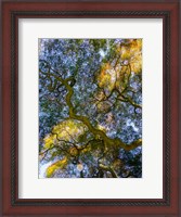 Framed Delaware, Looking Up At The Sky Through A Japanese Maple