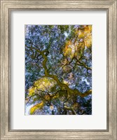 Framed Delaware, Looking Up At The Sky Through A Japanese Maple