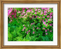 Framed Delaware, Azalea Shrub With Ferns Below In A Garden