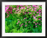 Framed Delaware, Azalea Shrub With Ferns Below In A Garden