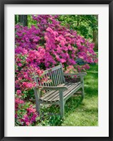 Framed Delaware, A Dedication Bench Surrounded By Azaleas In A Garden