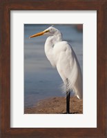 Framed Great Egret (Ardea Alba) On Tigertail Beach Lagoon, Marco Island, Florida