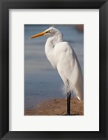 Framed Great Egret (Ardea Alba) On Tigertail Beach Lagoon, Marco Island, Florida