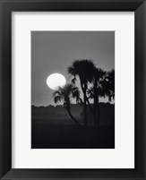Framed Palm Trees And Sunrise, Florida