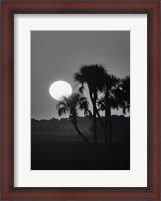Framed Palm Trees And Sunrise, Florida