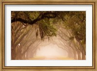 Framed Georgia, Savannah, Wormsloe Plantation Drive In The Early Morning Fog