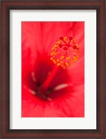 Framed Hawaii, Kauai, Detail Of Hibiscus Flower