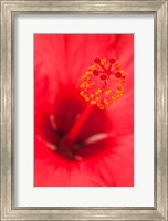 Framed Hawaii, Kauai, Detail Of Hibiscus Flower