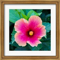 Framed Tropical Hibiscus Flower, Maui, Hawaii