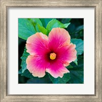 Framed Tropical Hibiscus Flower, Maui, Hawaii