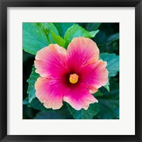 Framed Tropical Hibiscus Flower, Maui, Hawaii