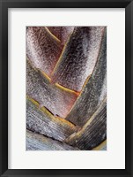 Framed Fan Detail Of Travelers Palm Tree, Maui, Hawaii