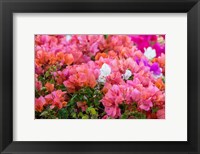 Framed Bougainvillea Flowering, Kihei, Maui, Hawaii