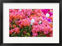 Framed Bougainvillea Flowering, Kihei, Maui, Hawaii