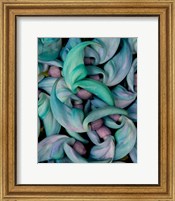 Framed Grouping Flowers Of The Jade Vine, Maui, Hawaii