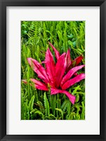 Framed Tea Plant And Ferns, Kula Botanical Gardens, Upcountry, Maui, Hawaii