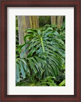 Framed Split Leaf Philodendron And Rainbow Eucalyptus Tree, Kula Botanical Gardens, Maui, Hawaii