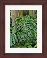 Framed Split Leaf Philodendron And Rainbow Eucalyptus Tree, Kula Botanical Gardens, Maui, Hawaii