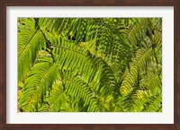 Framed Kula Botanical Gardens, Upcountry, Maui, Hawaii
